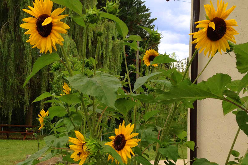 garden nature isolo